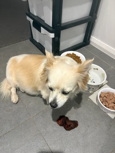 Customer photo review of Aussie Pig Snouts - tough chew!