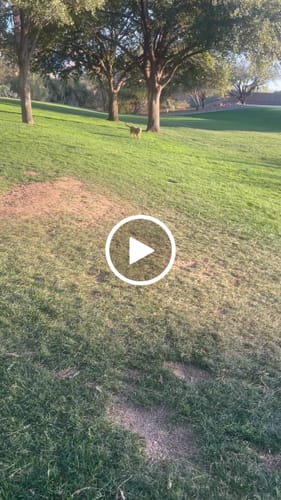 Customer video review of Petsmont Buddy Guard Medium Dog