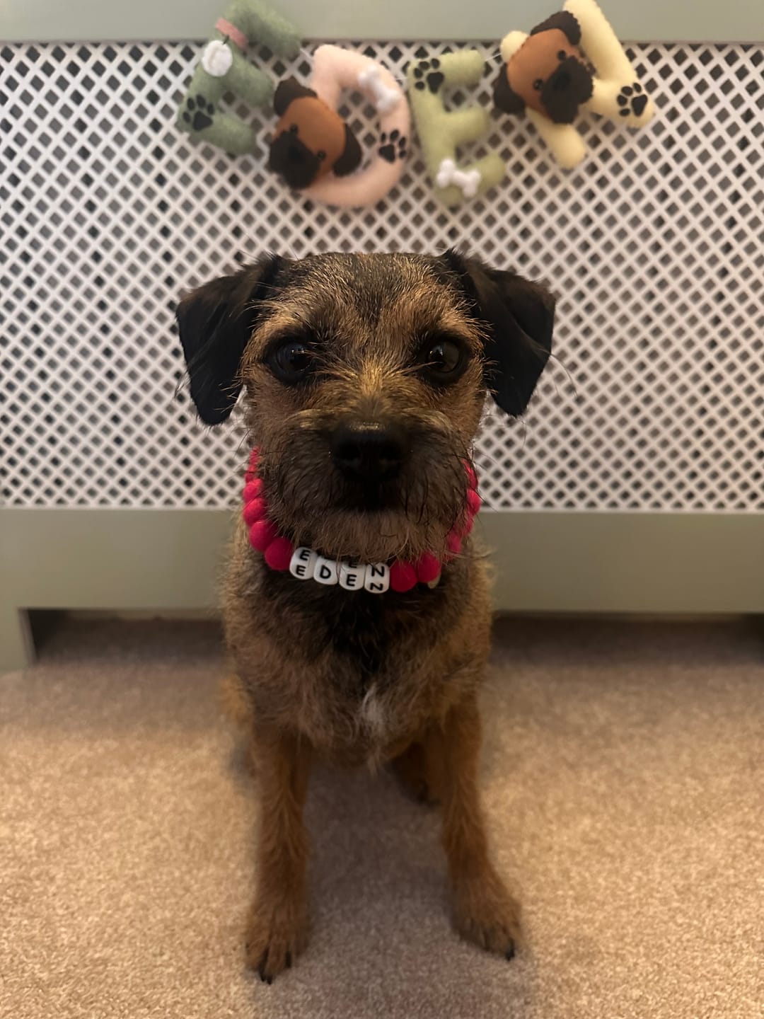 Customer photo review of Alphabet Pom Pom Collar
