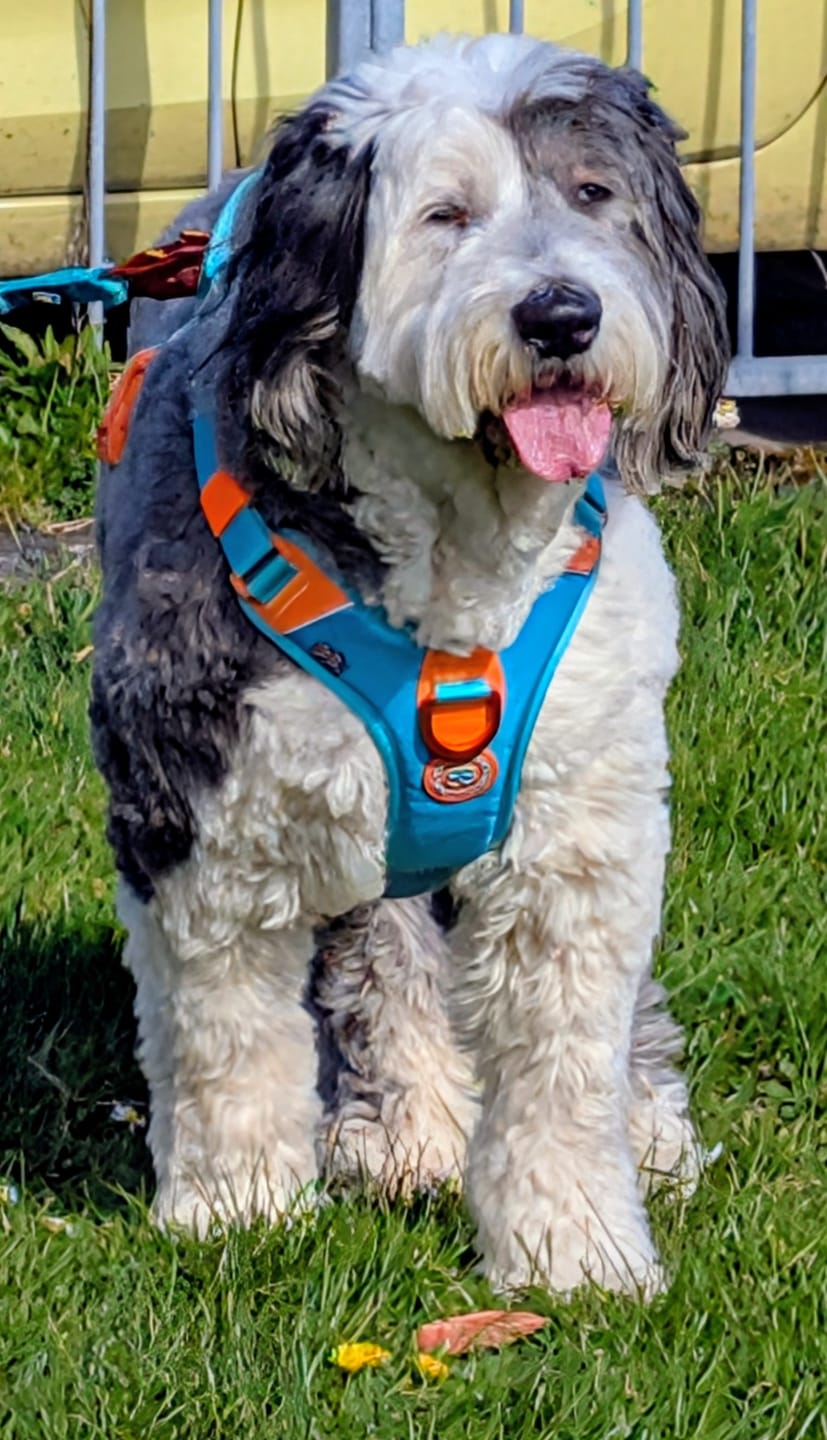 Customer photo review of Anti Pull Hurricane Harness Lighter | With Handle - Turquoise X Orange