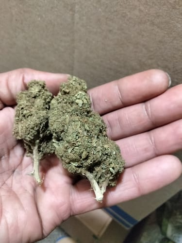 Customer photo review of Cheap THCA Flower Pound