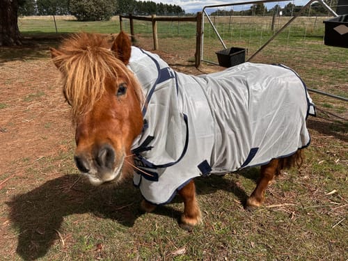 Customer photo review of Mio Fly Rug