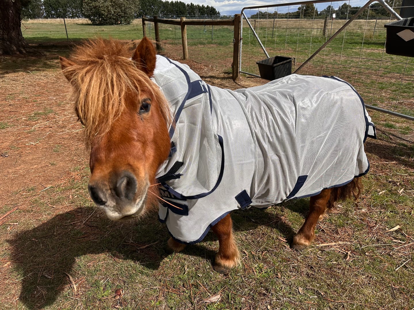 Customer photo review of Mio Fly Rug