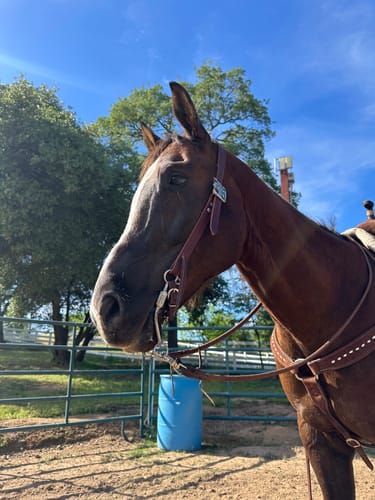 Customer photo review of Stella Flat Face Buckle