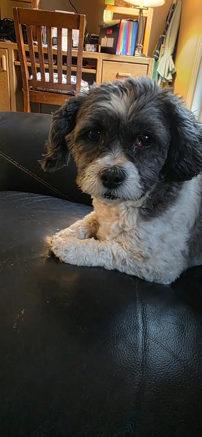 Customer photo review of Small Bully Stick Ring