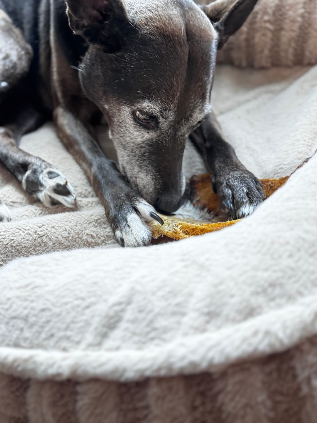 Customer photo review of Chest Bone (11" x 6"x 3”): The Durable, Flavor-Packed Chew for Light and Moderate Chewers