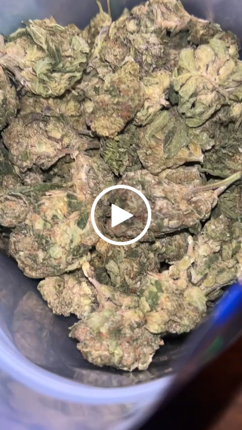 Customer video review of Grape Gas - Bulk - Hybrid