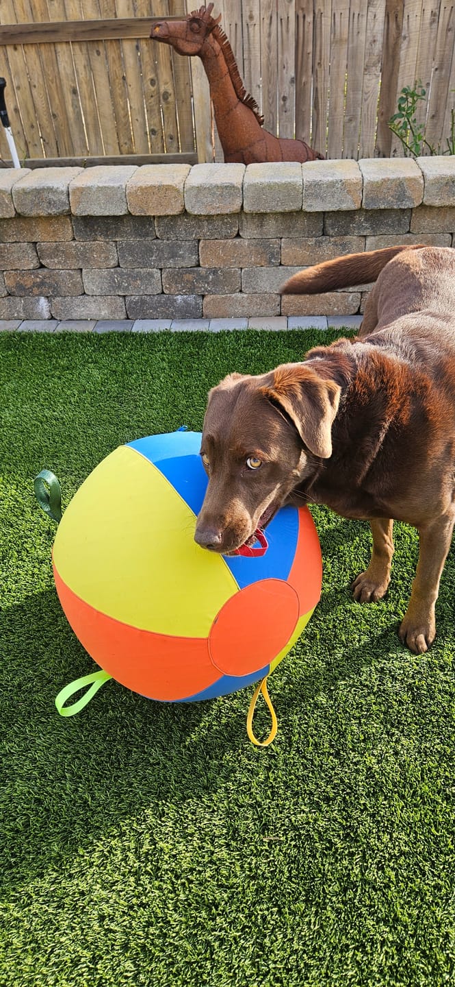 Customer photo review of Calming Jumbo Ball