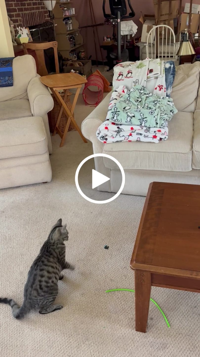 Customer video review of Interactive Bird Simulation Cat Toy Set | Leo's Paw