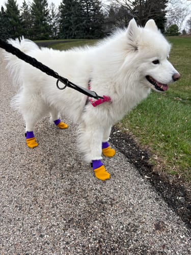 Customer photo review of Leather Dog Booties - Doccasins - 1 pair