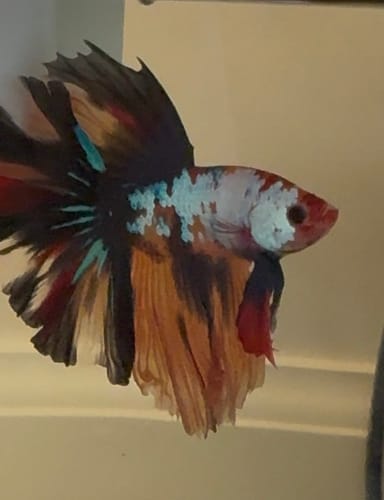 Close-up of a customer's Multicolor Halfmoon Betta Fish showing its orange, black, white, and turquoise colors.