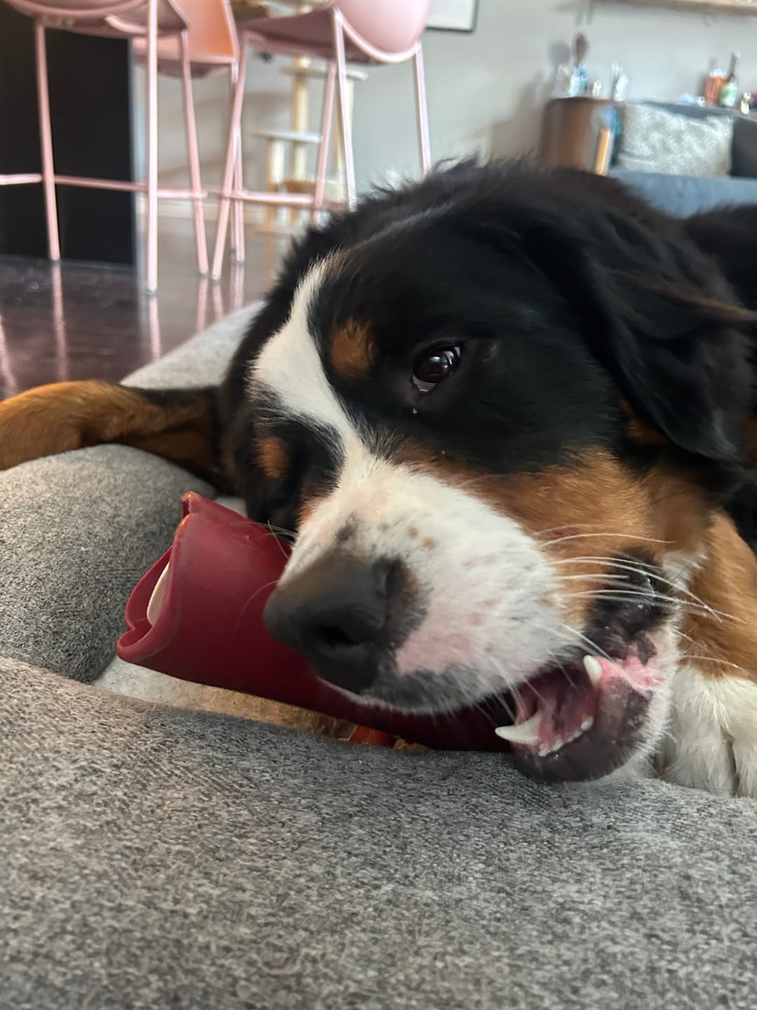 Customer photo review of 12 Inch Thick Bully Stick