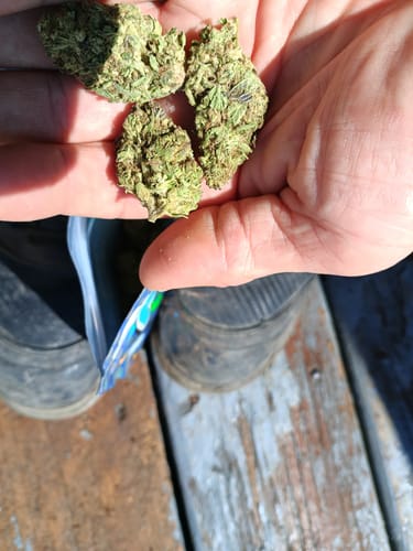 Customer photo review of White Widow - 28 Grams – Hybrid