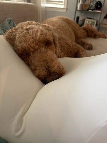 Customer photo review of Cloud Cooling Pillow Case