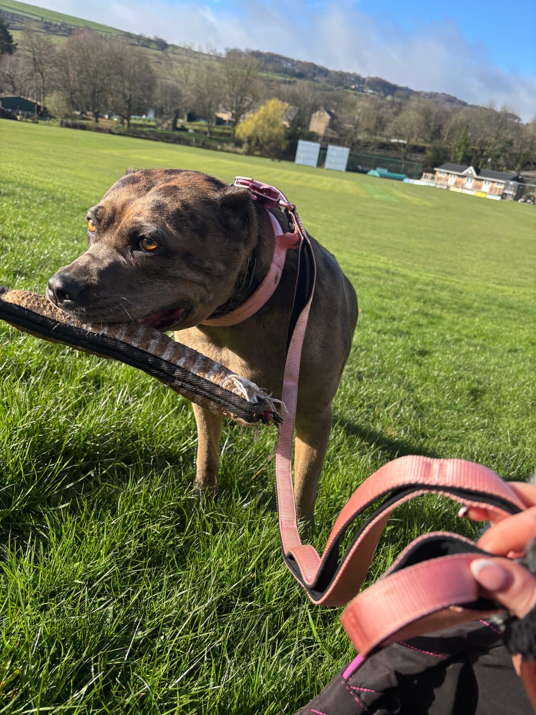 Customer photo review of Ladder Combat® Multiple Handles Lead - Pink