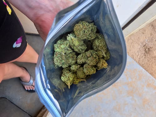 Customer photo review of Panama Red Flower Wholesale