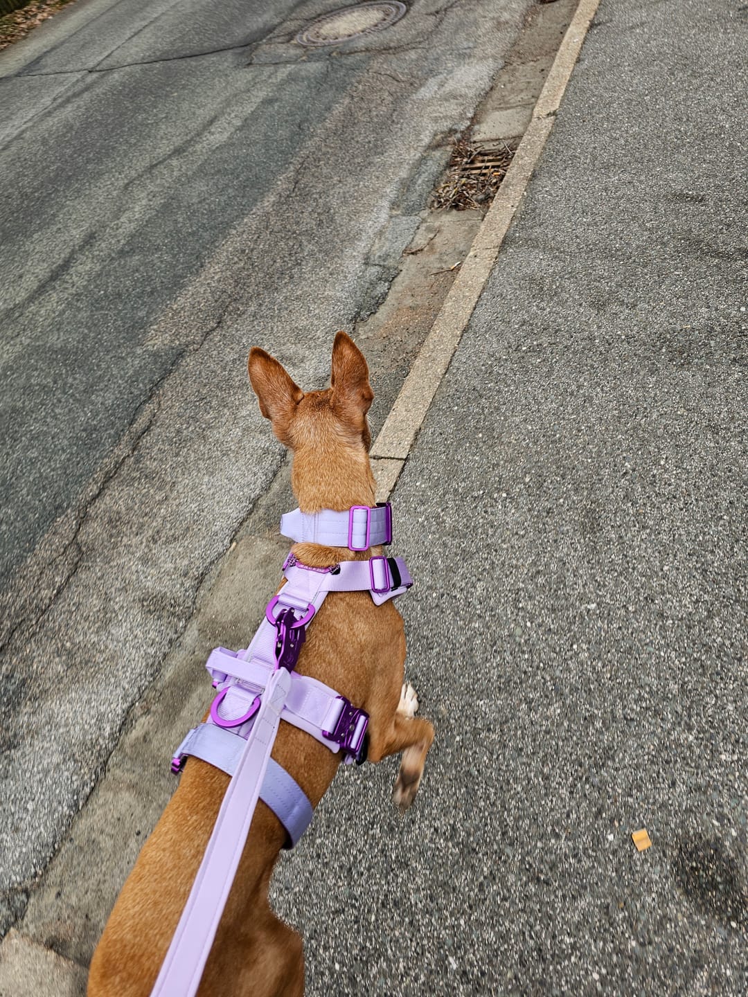 Customer photo review of Pettorina Crime 3.0