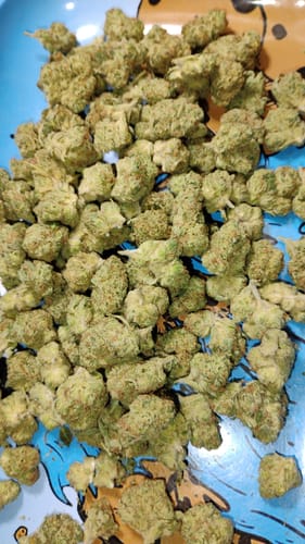 Customer photo review of Alien OG Indoor THCA Mediums