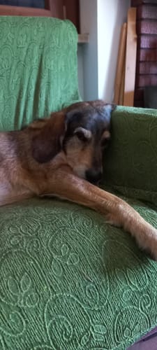 Customer photo review of Linea Grain Free - Agnello con Patate Dolci e Menta - Cane Adulto