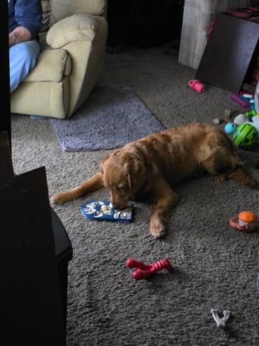 Customer photo review of FreezPaw Mat -  Calming Slow Feeder