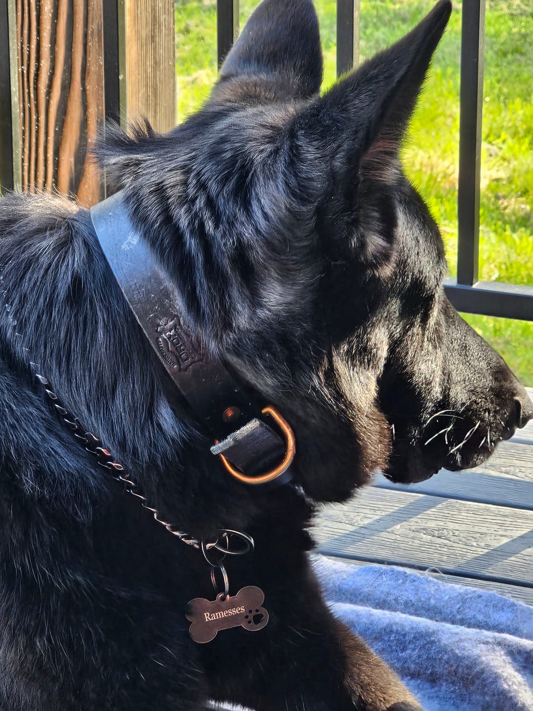 Customer photo review of 1 1/2" Classic Belt