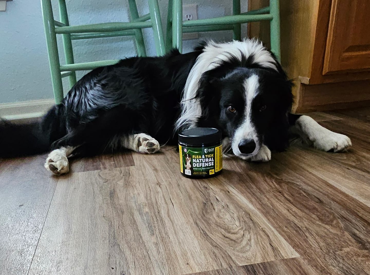 Customer photo review of GCP Flea & Tick Natural Defense for Dogs - 100 Soft Chews