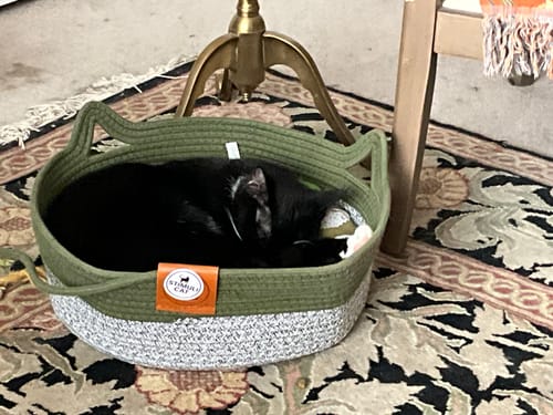 Customer photo review of Instinct Basket | Meet the first research-backed natural territory for indoor cats