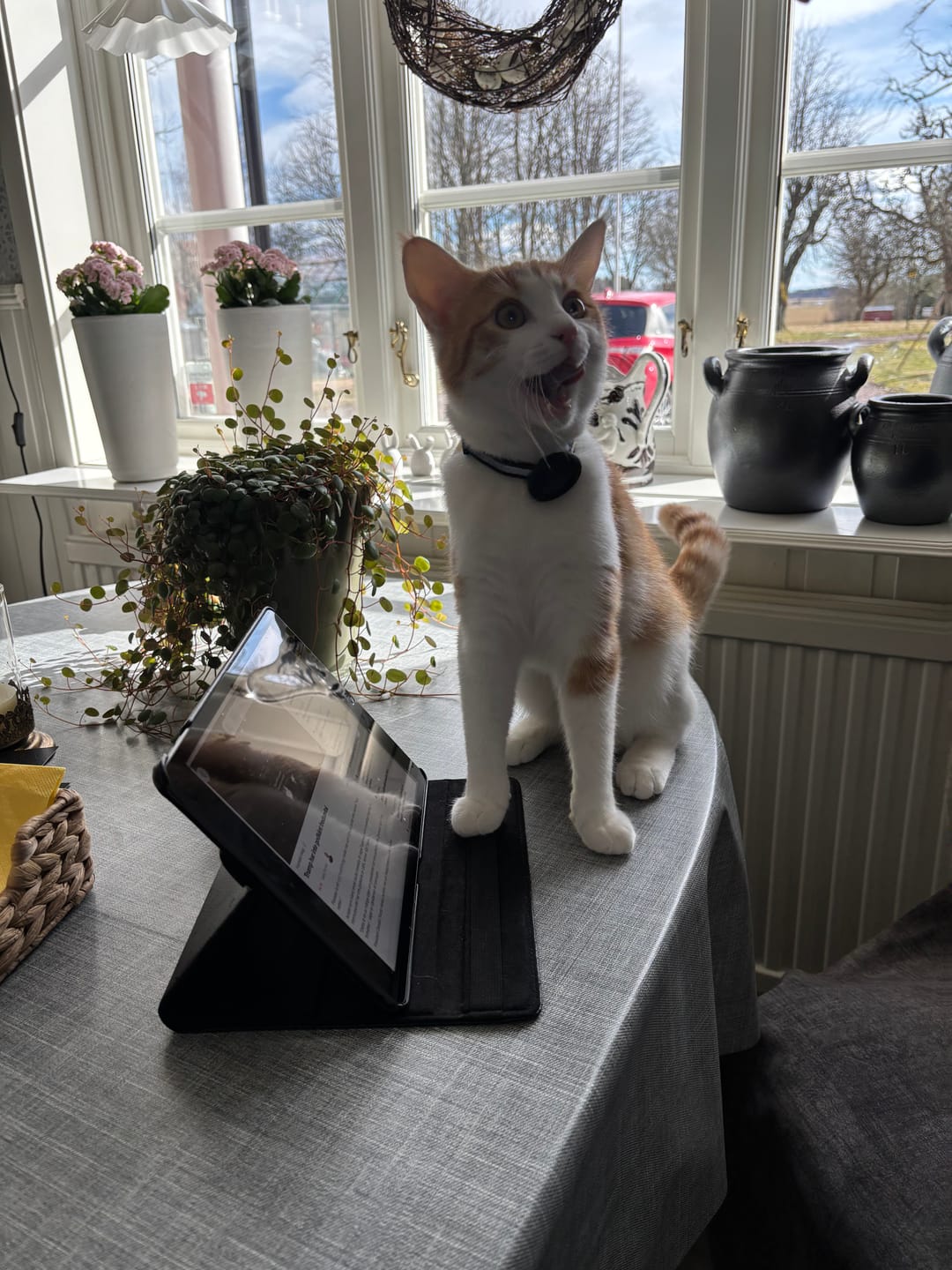 Customer photo review of AirTrackTag Kattpaket
