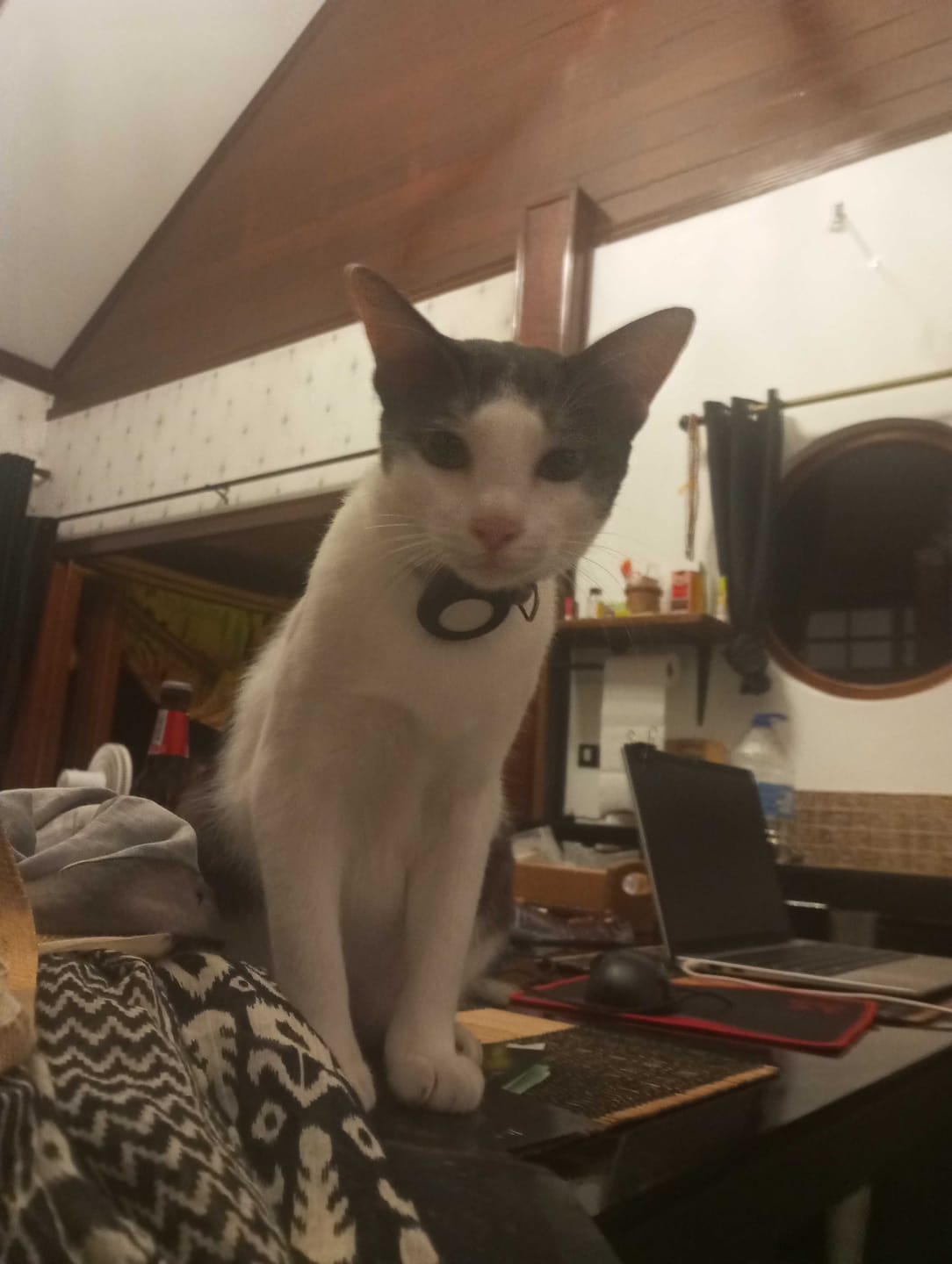 Customer photo review of AirTrackTag Kattpaket