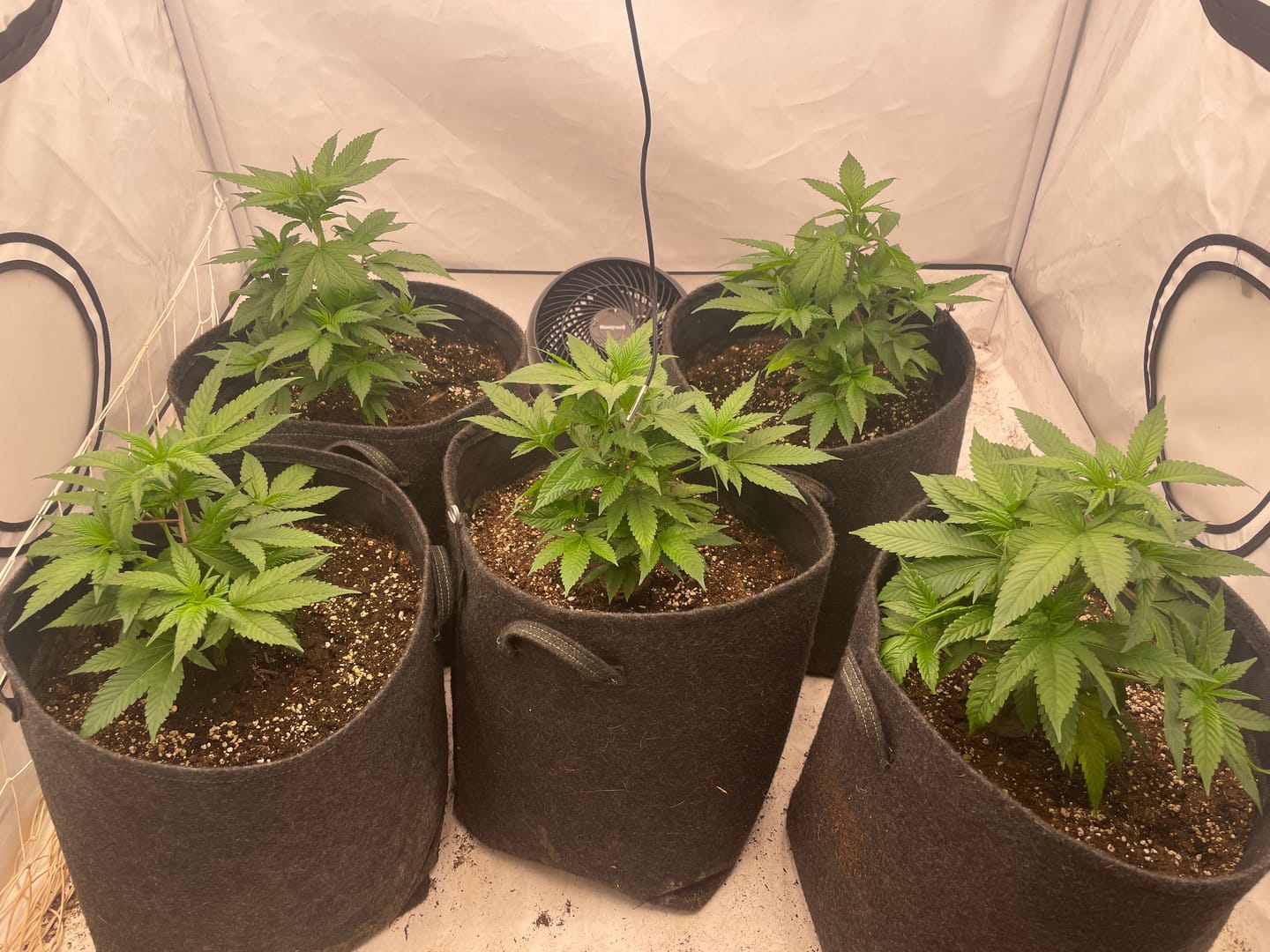Customer photo review of Hanfstecklinge | Frozen Black Cherry