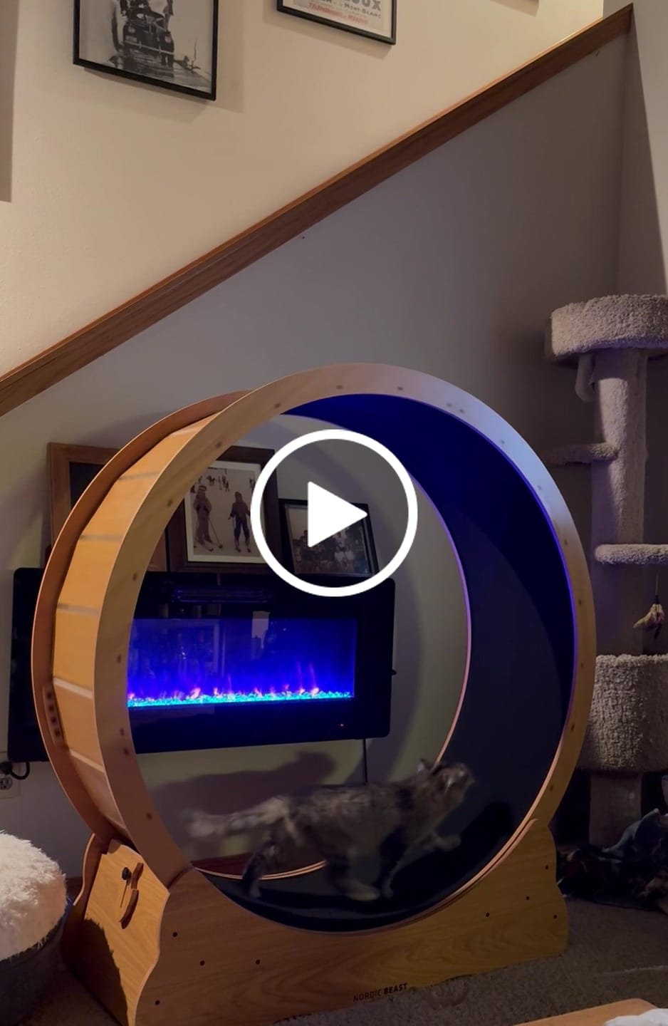 Customer video review of Nordic Beast Cat Wheel — Built for Large, High Energy Indoor Cats