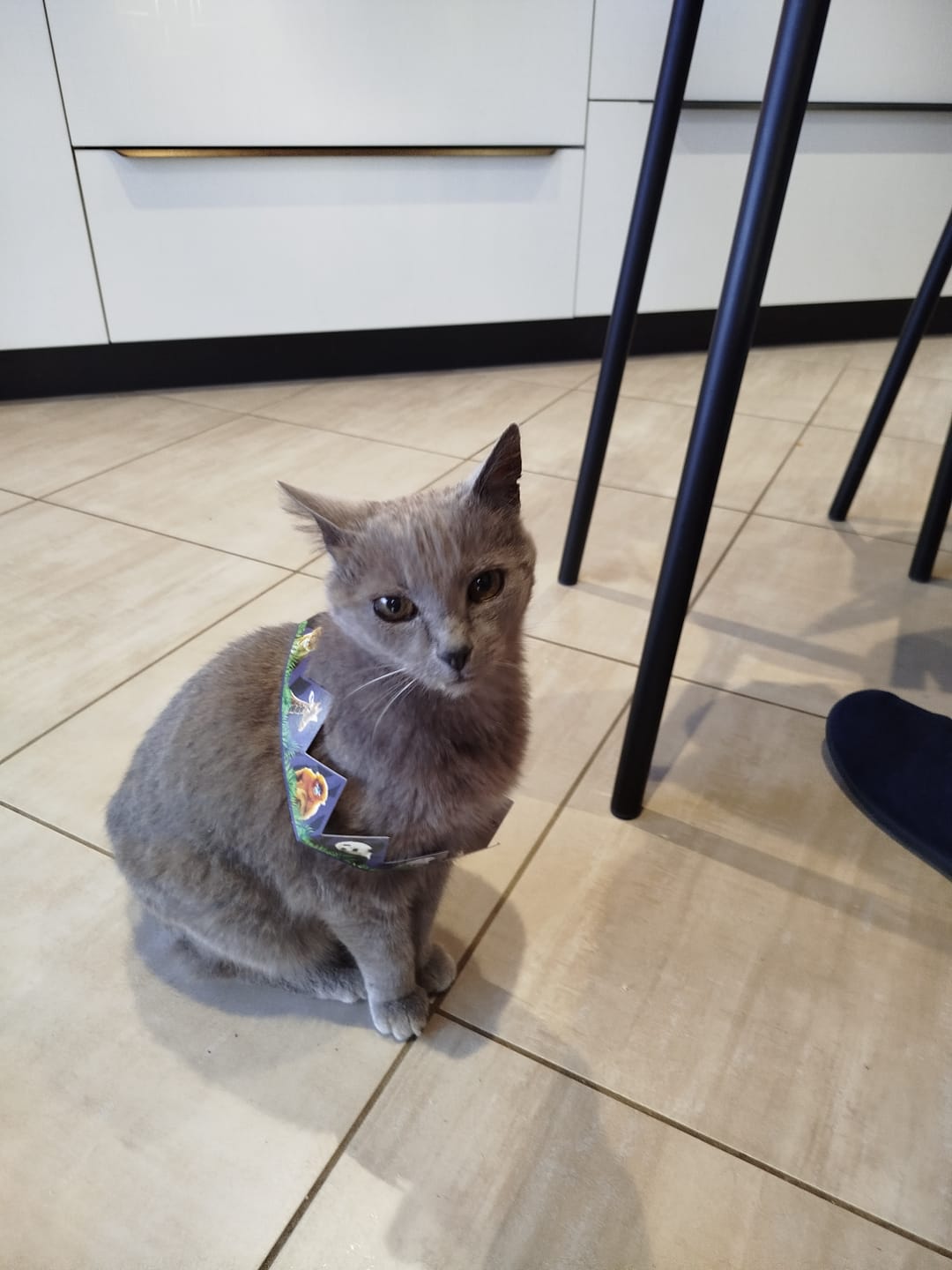 Customer photo review of Pâtées riches en poisson & aux courgettes (Chat âgé)