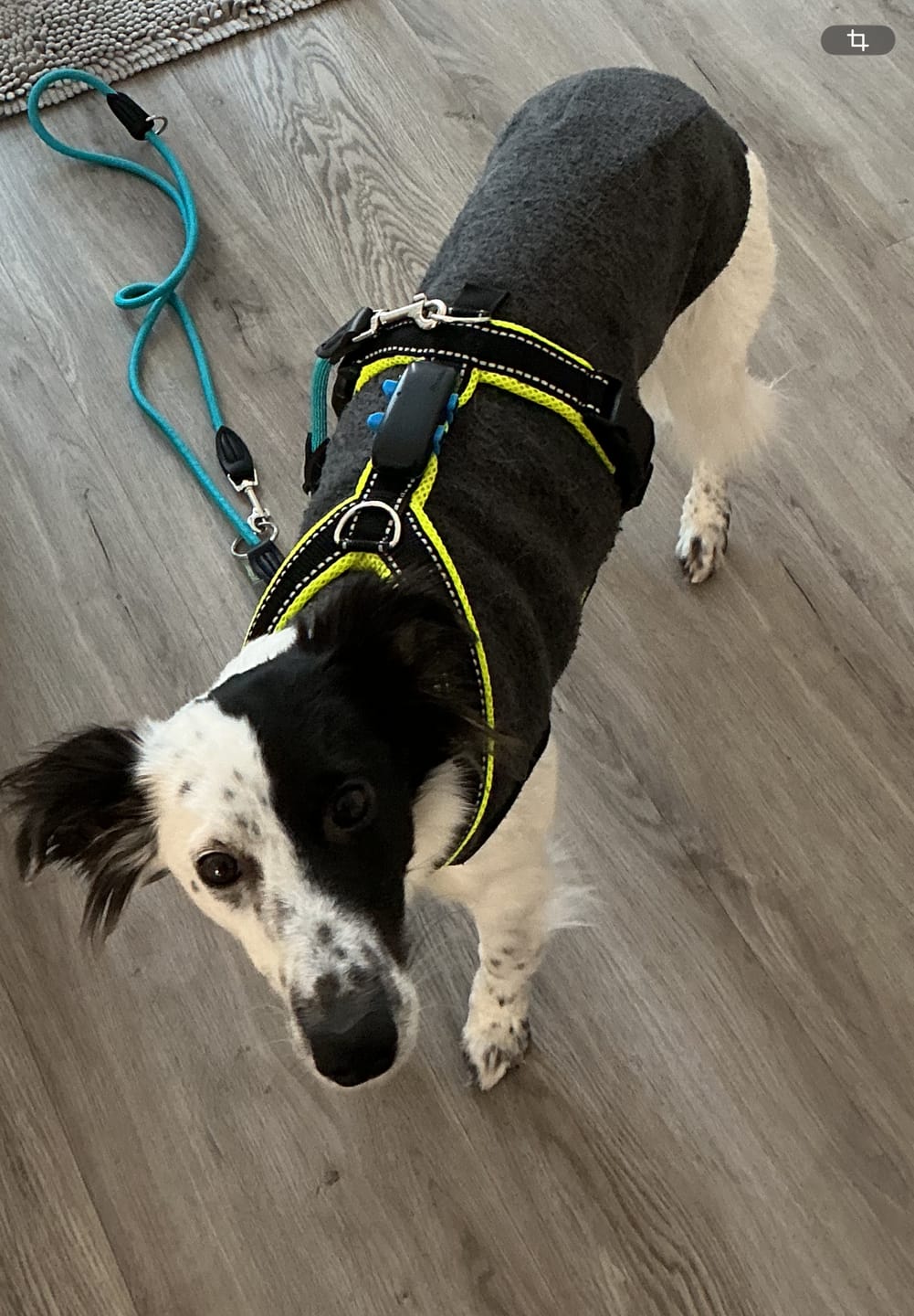 Customer photo review of Windhundgeschirr REFLEX "Yellow"