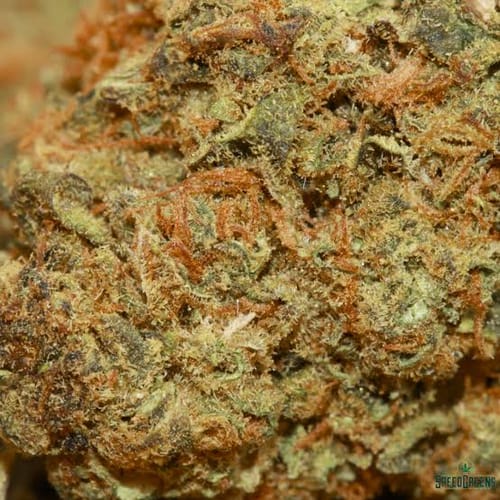 Customer photo review of Cheap THCA Flower Half Pound