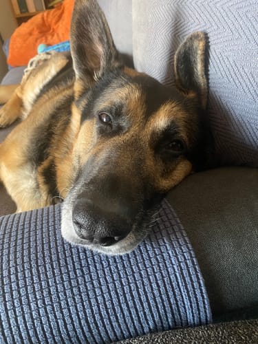 Customer's German Shepherd resting its head on a couch while waiting for its Braided Bully Stick.