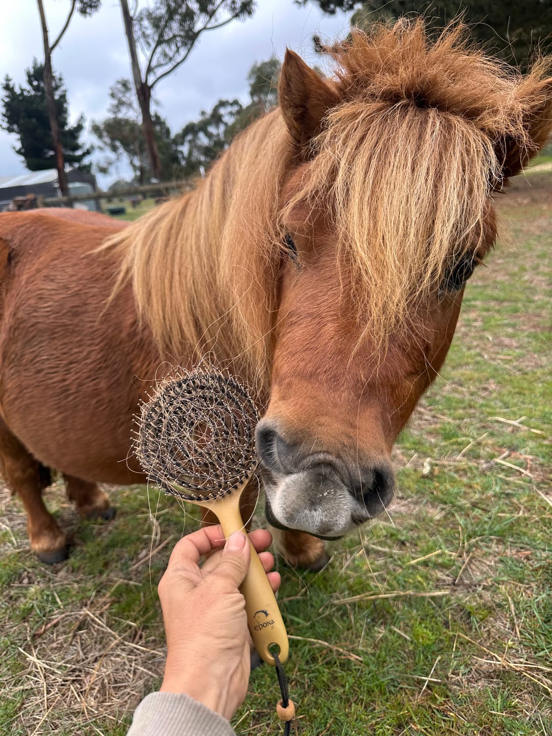 Customer photo review of Queen's Brush - Royal Mane & Tail Brush