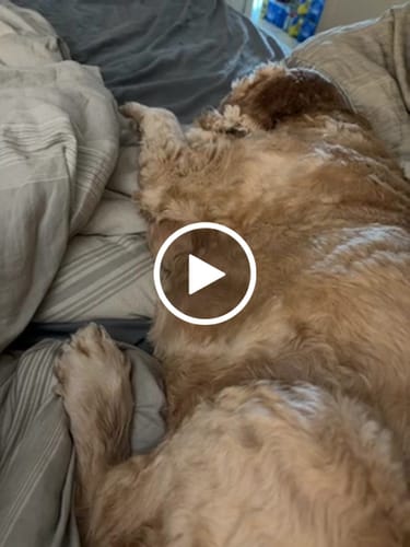 Customer video review of Petsmont Buddy Guard Small Dog