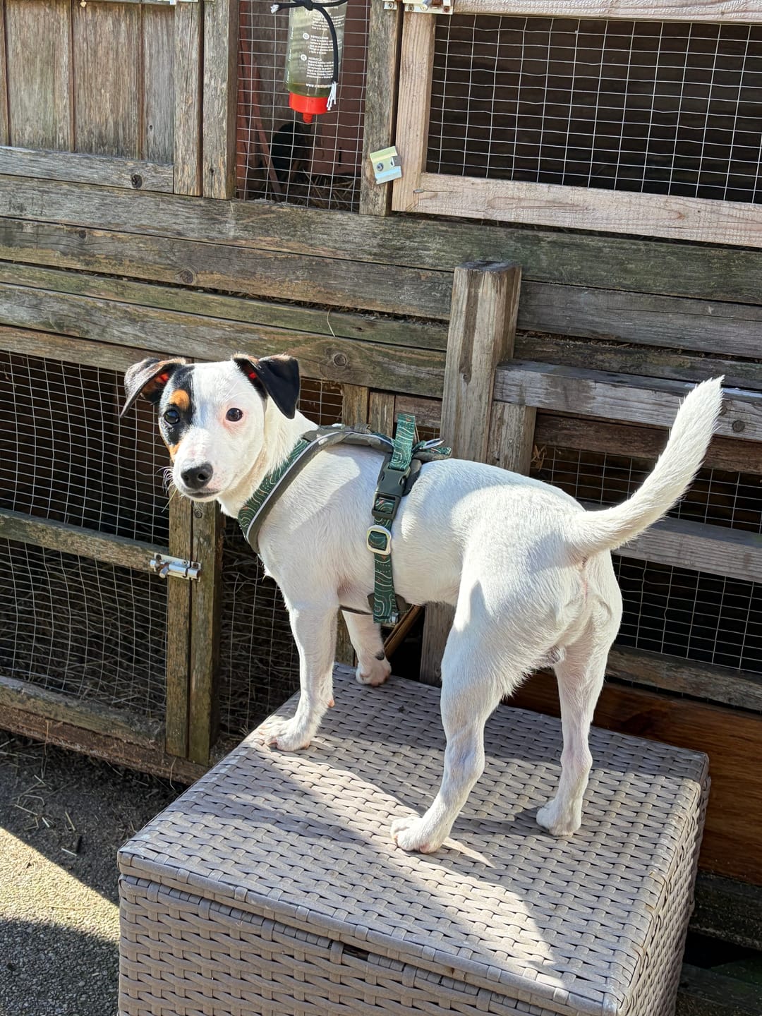 Customer photo review of Apex® Harness