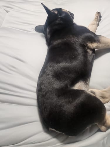Customer photo review of MarshMellow Comforter