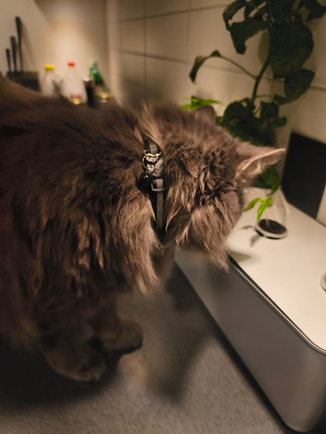 Customer photo review of AirTrackTag Kattpaket