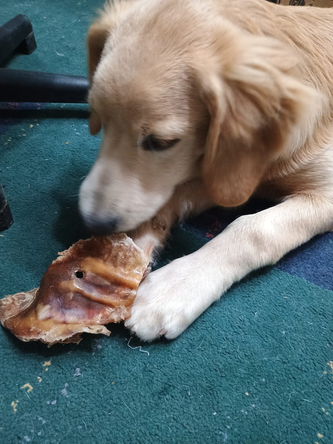 Customer photo review of Oreja de cerdo  - 8 unidades enteras GRANDES talla L