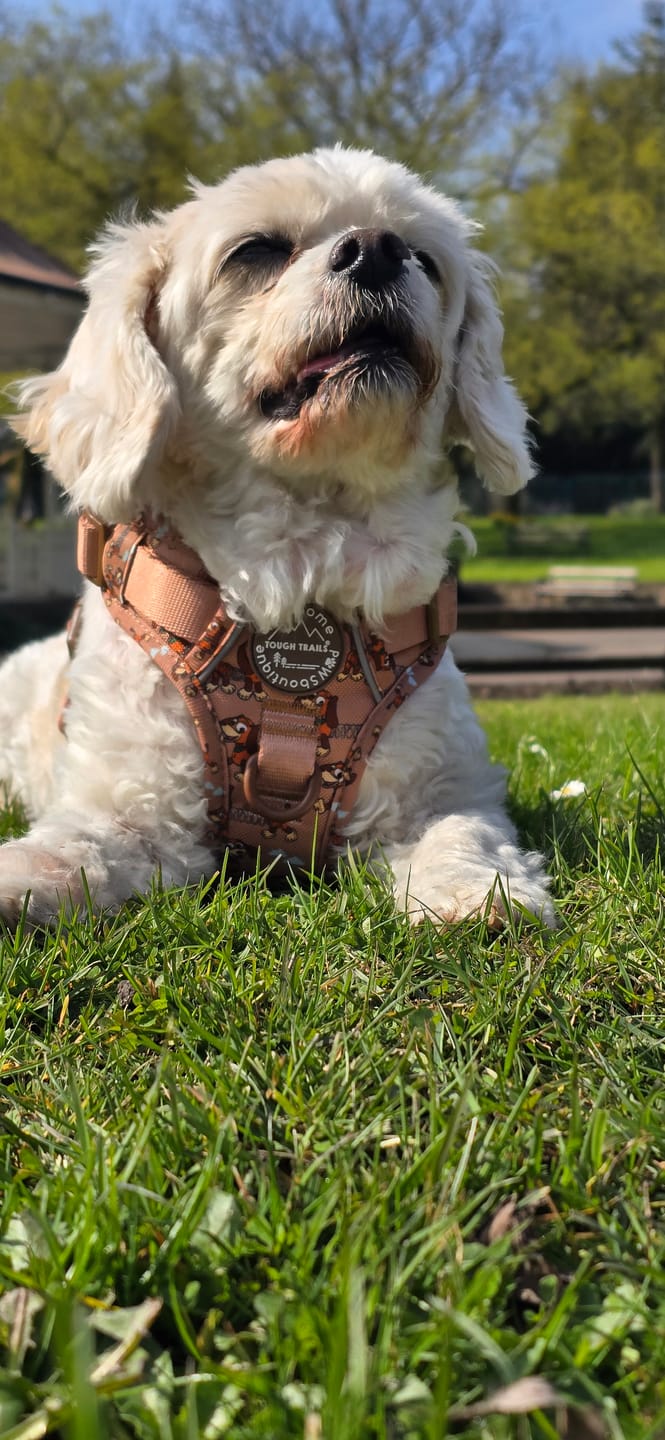 Customer photo review of Disney© Tough Trails™ Harness - Slinky