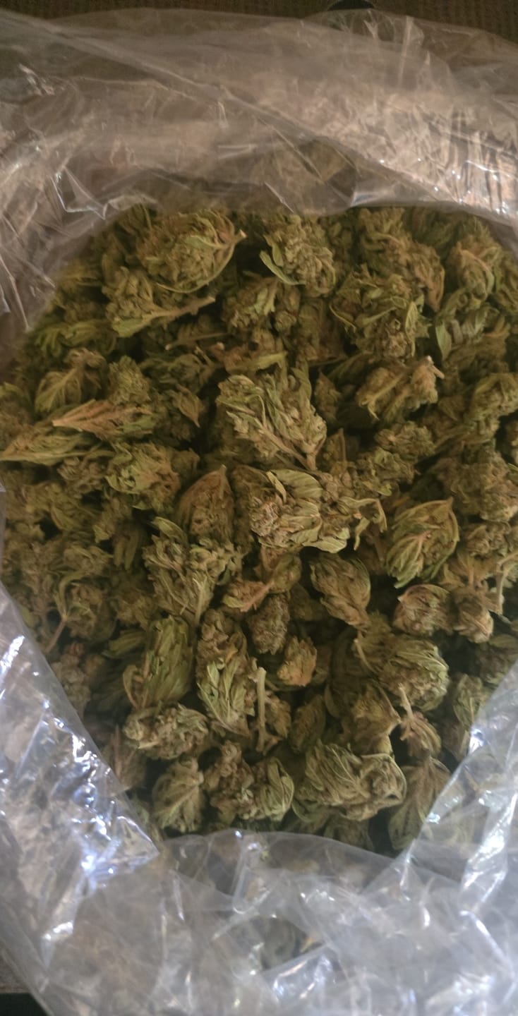 Customer photo review of Butterscotch OG - Bulk - Indica