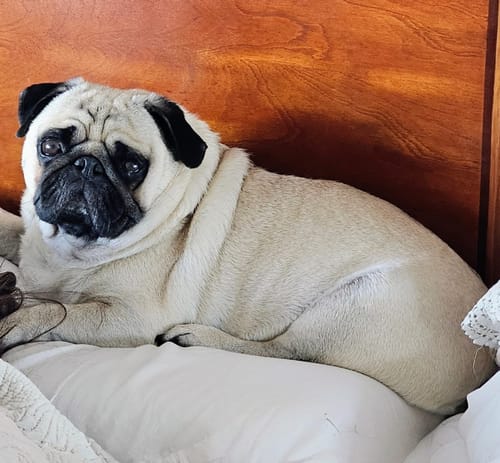 Customer photo review of AMITY SALMÓN PERRO ADULTO 4kg