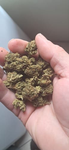 Jager Sour Diesel - Bulk - Sativa photo review