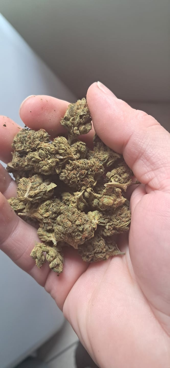 Customer photo review of Jager Sour Diesel - Bulk - Sativa