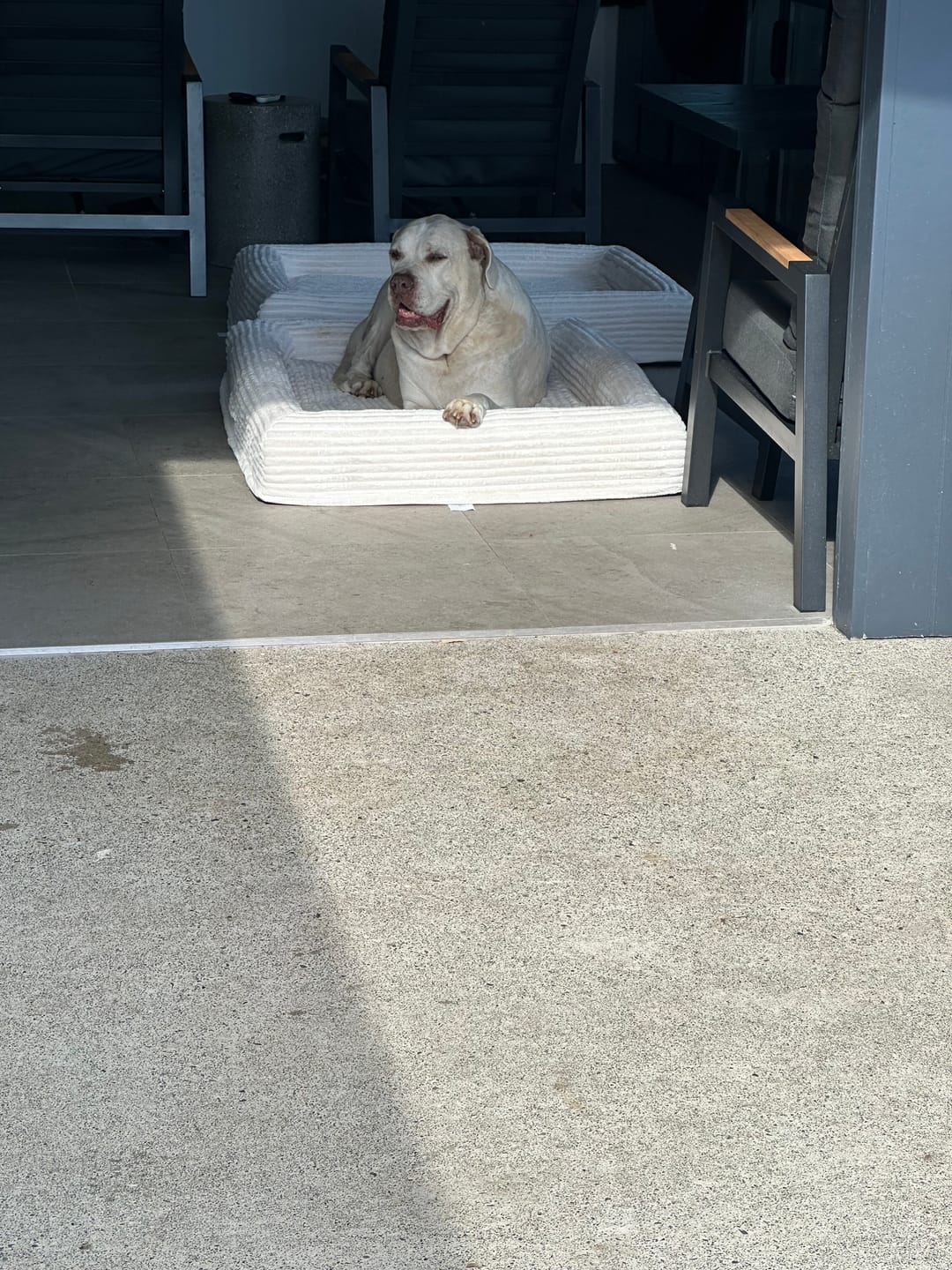 Customer photo review of Orthopaedic Dog Bed – Waterproof & Washable