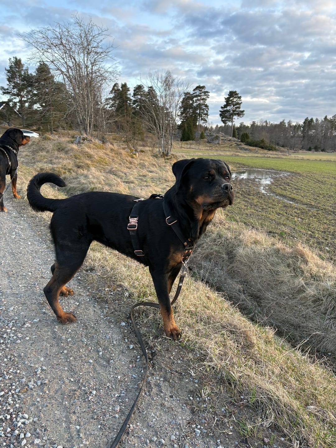 Customer photo review of Easy Walk Rose Edition Svart - Sele med handtag