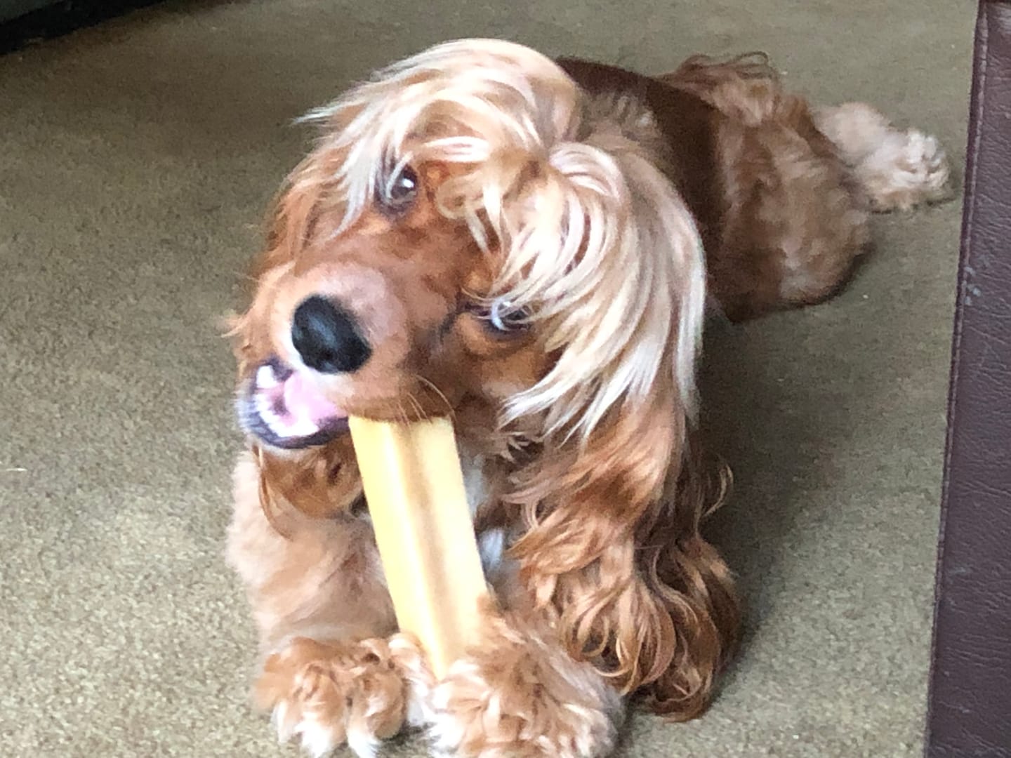 Customer photo review of Himalayan Yak Chew Flavor Pack