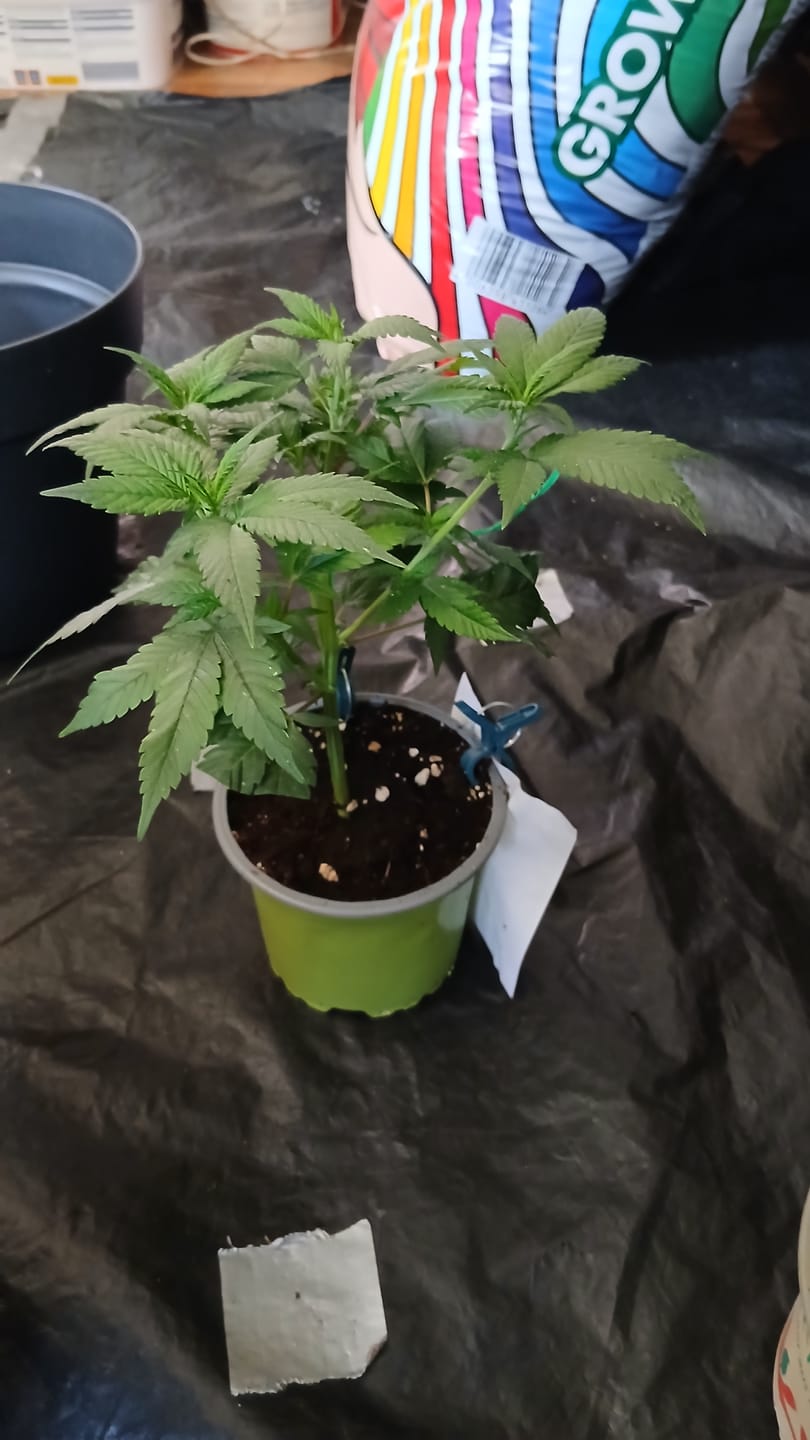 Customer photo review of Hanfstecklinge | Frozen Black Cherry